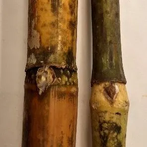 thumbnail for publication: Energycane Cultivar Descriptive Fact Sheet: UFCP 74-1010